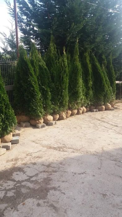 Tuia smarald Tuia leilandi columnaris mesteacăn