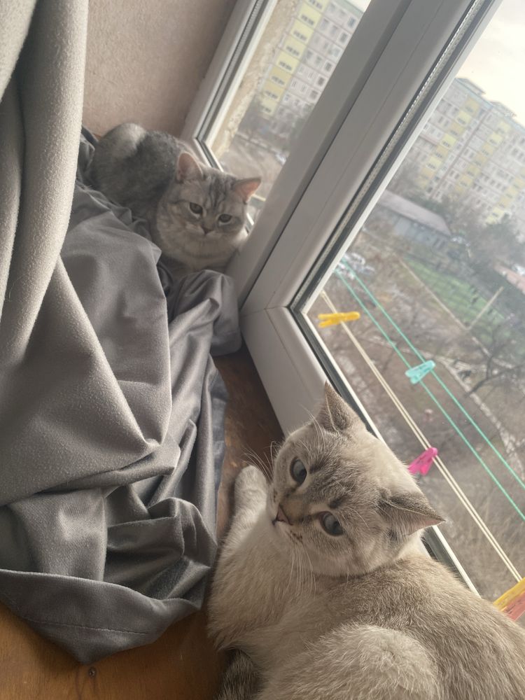 Продам породистых котят..