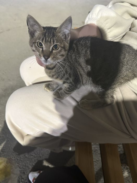 Ласковый котенок