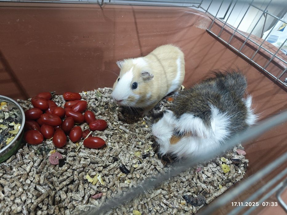 Подарявам морски свинчета