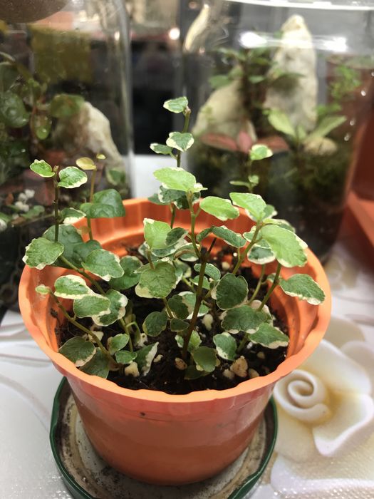 Продам фикус Пумила!