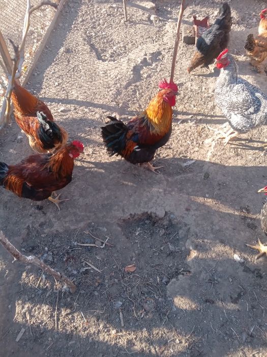 Петухи домашние 7 месячные