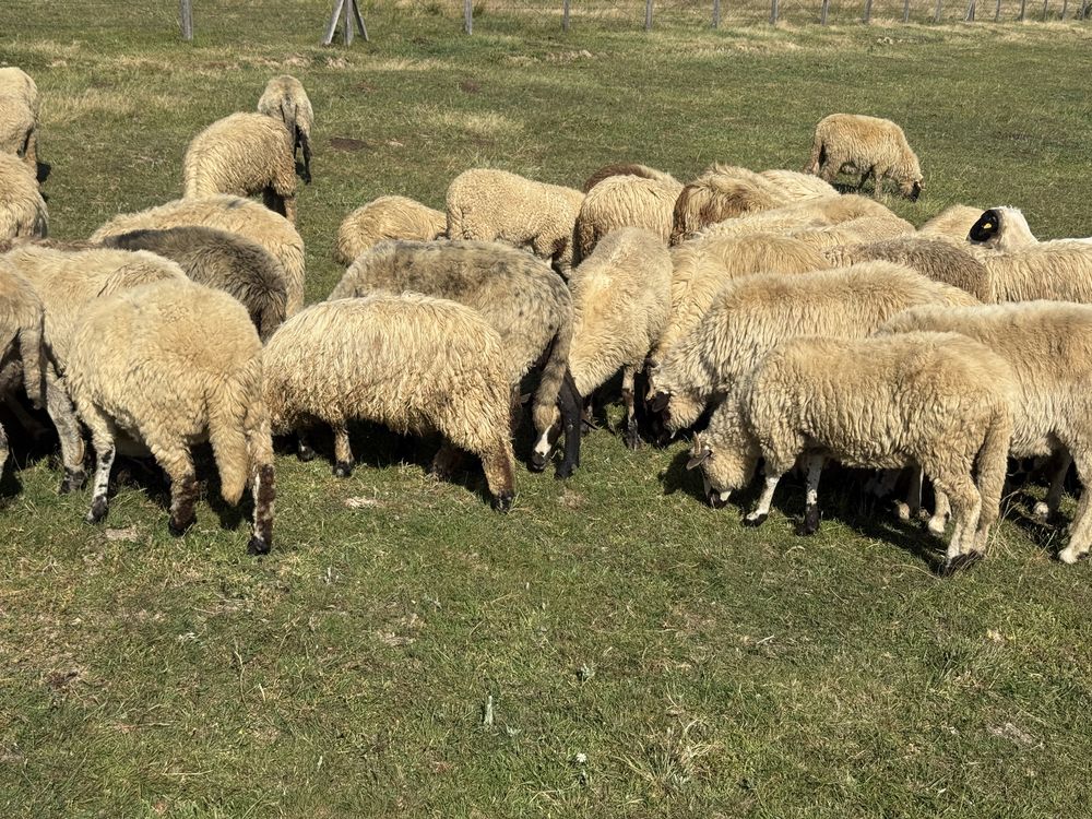 Vand oi, miei si berbeci