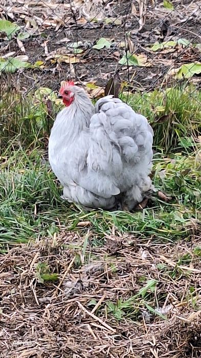 Vand cocosi diferite rase