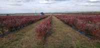 Plantatie de afine ecologice - zona Fagaras, judetul Brasov