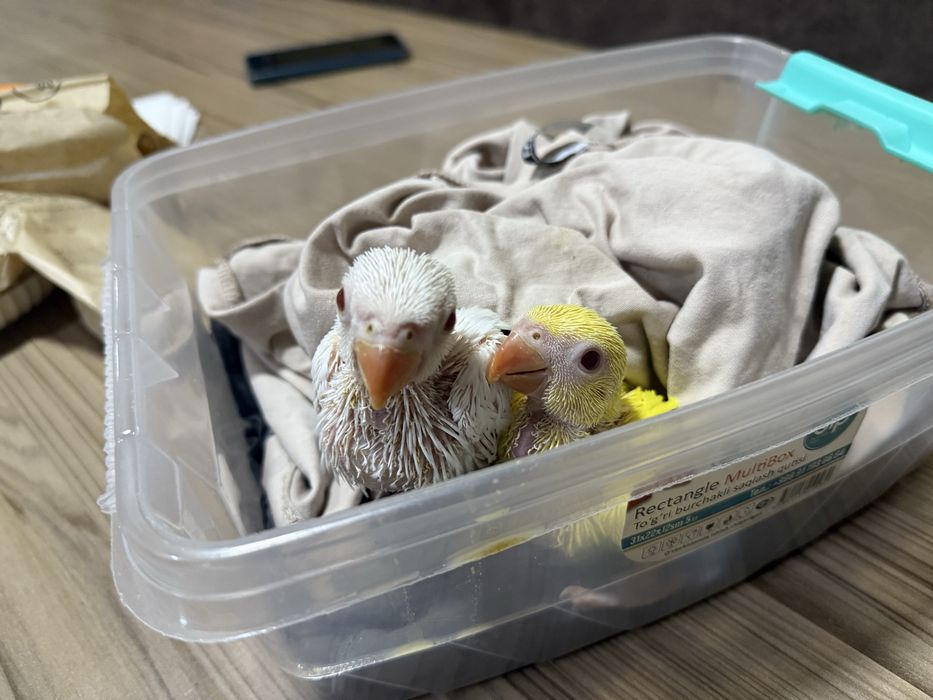 Продаются птенцы ожереловых попугаев