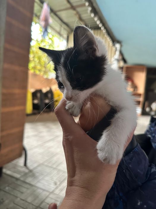 Бесплатно котята