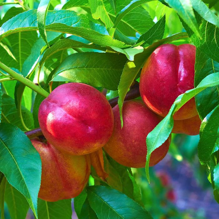 Pomi Fructiferi deosebiti nectarin venus