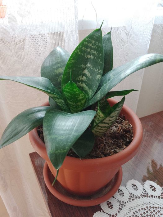 Цветя, алое, сансевиера