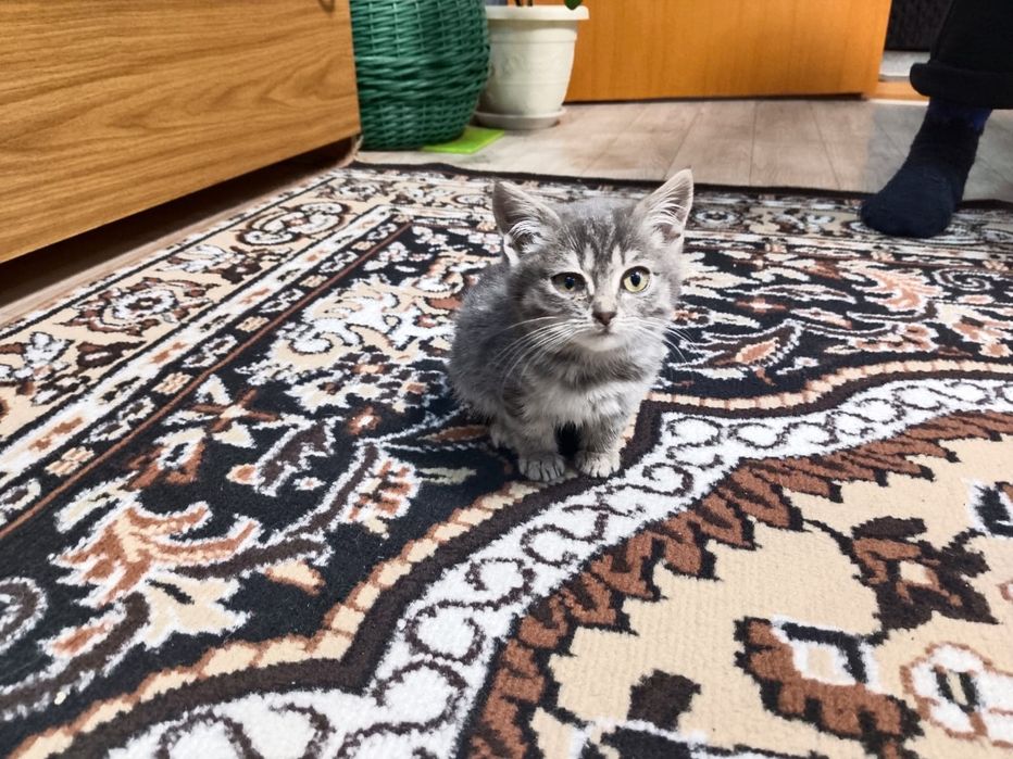 Отдам   котят   в  хорошие   руки