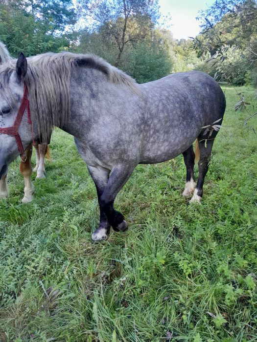 De vânzare 2 iepe gestante și un armăsar.