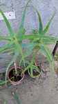 Aloe vera frumoasa