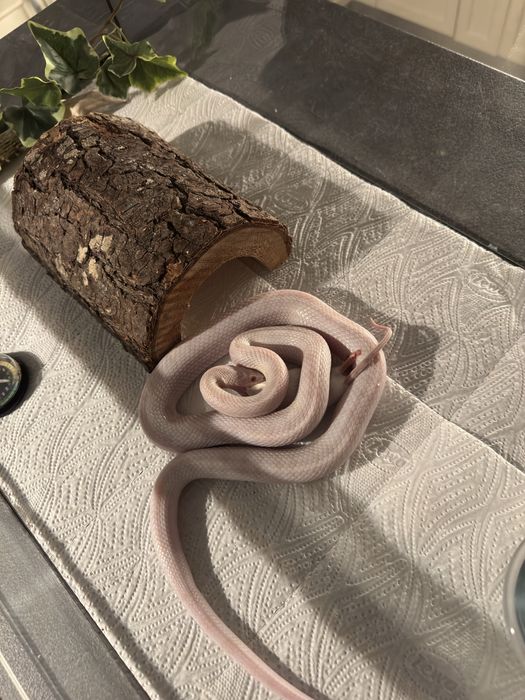 Corn snake blizzard + terariu