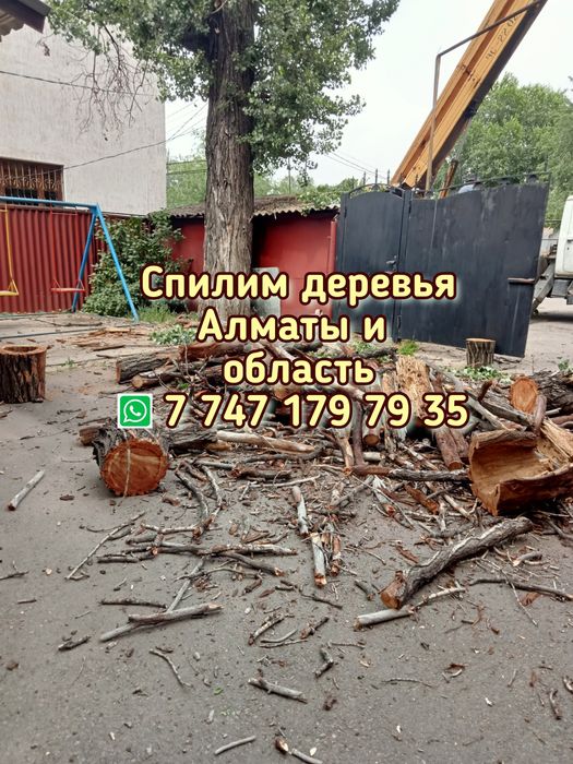 Спилим деревья. Спил деревьев. Ағаш кесемиз. Спилим. Пилим