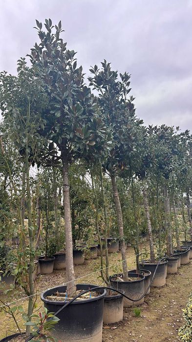 Magnolie diverse dimensiuni