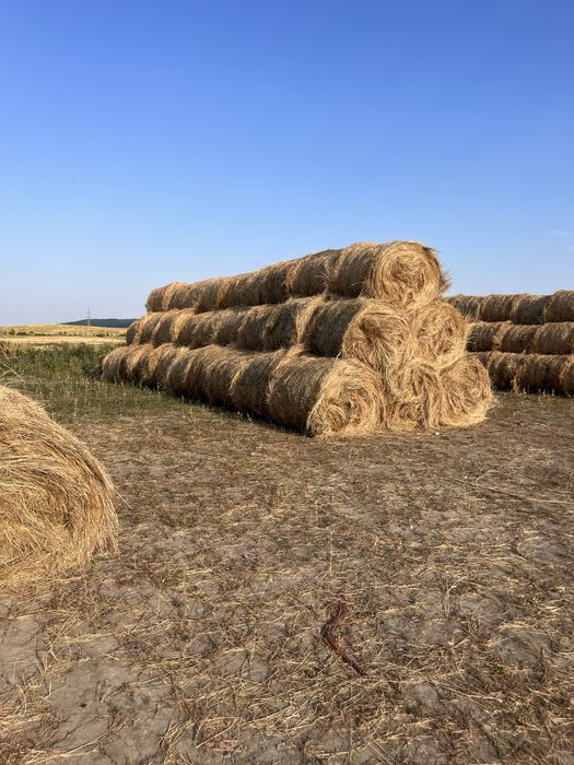 Baloti de fan com holboca