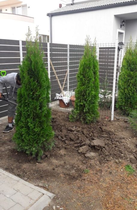 Tuia smaralgd/ tuia columnaris/ înălțime și modele avem /10+1 gratis