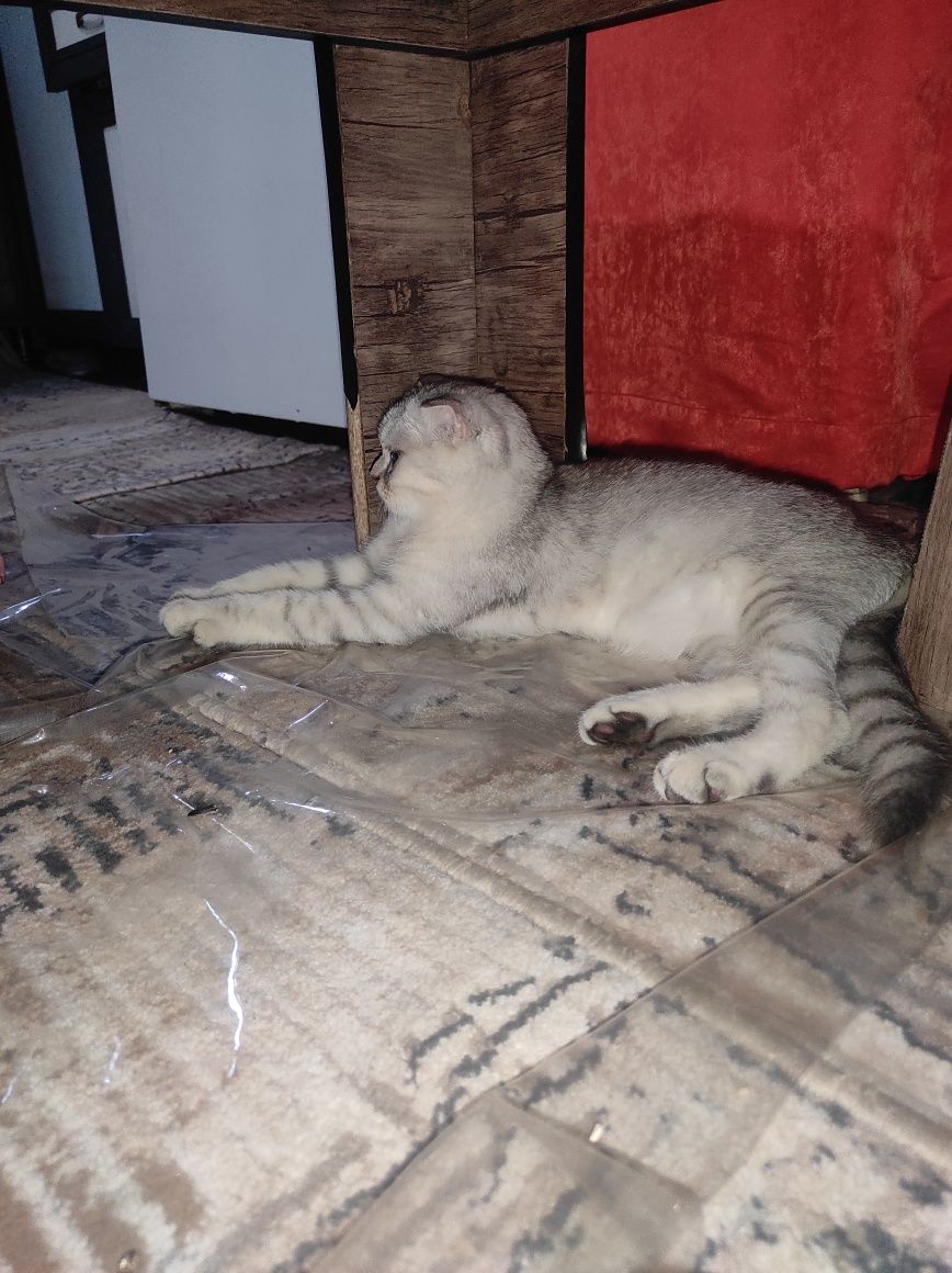 Продам британский скоттиш фолд