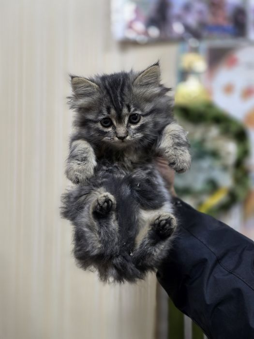 Срочно очень красивые котята!