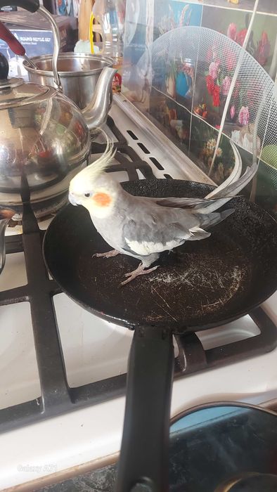 Продам попугая корелла