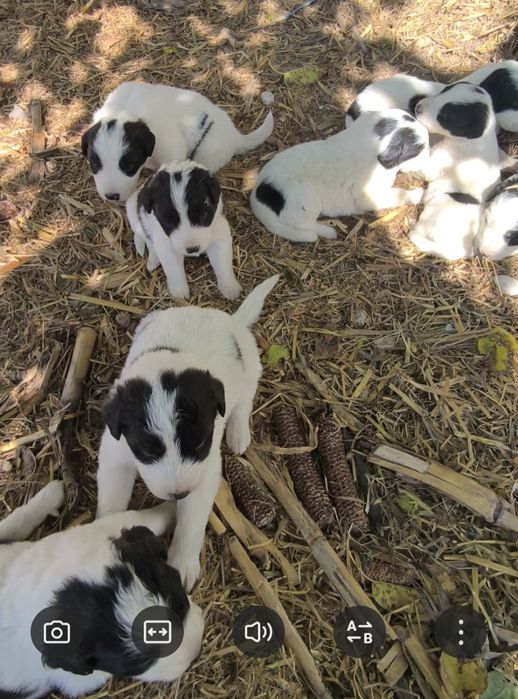 Българско овчарско куче