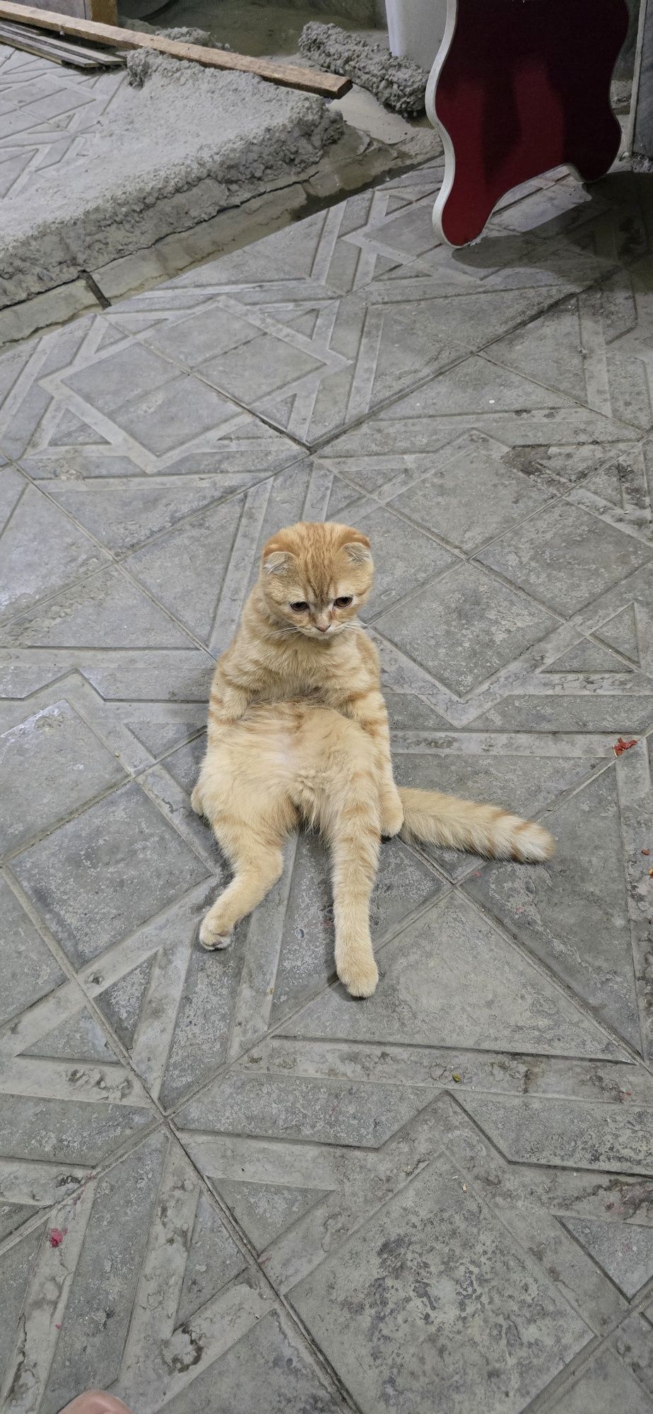 Кот симмба ишем нивестку