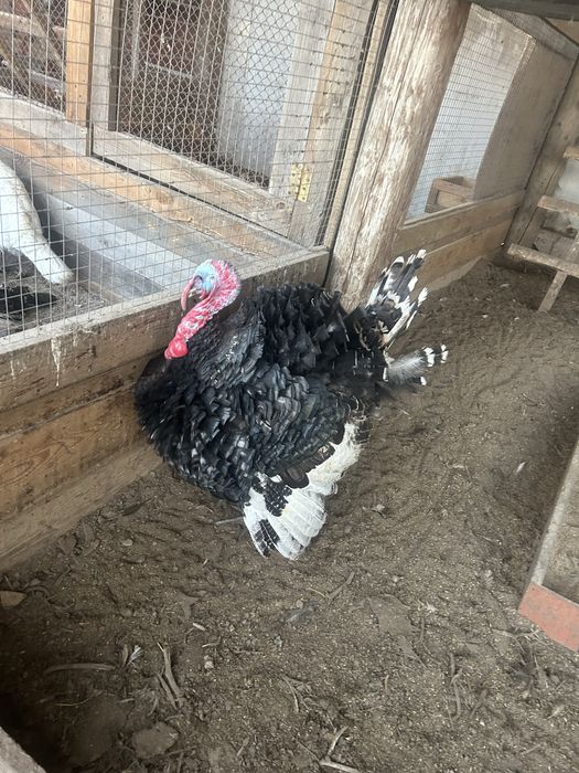 Продам или обменяю на другого индюка