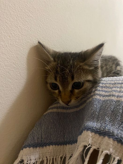 Котенце  момиче 1,5-2 мес.