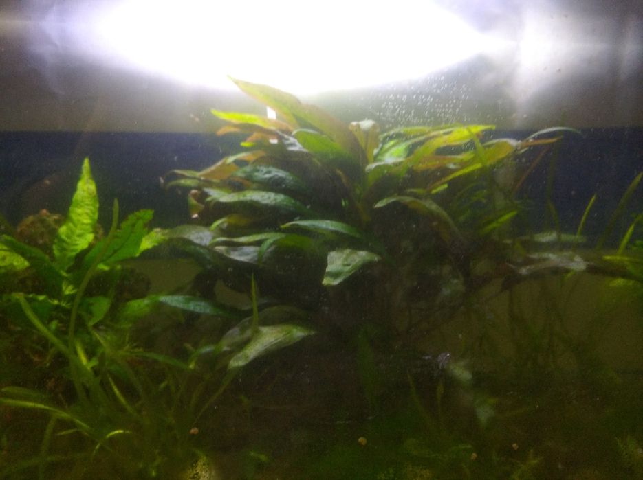 Водоросли папоротник