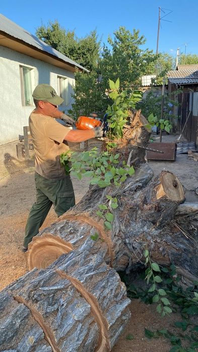Спил распил деревьев обрезка плодовых деревьев