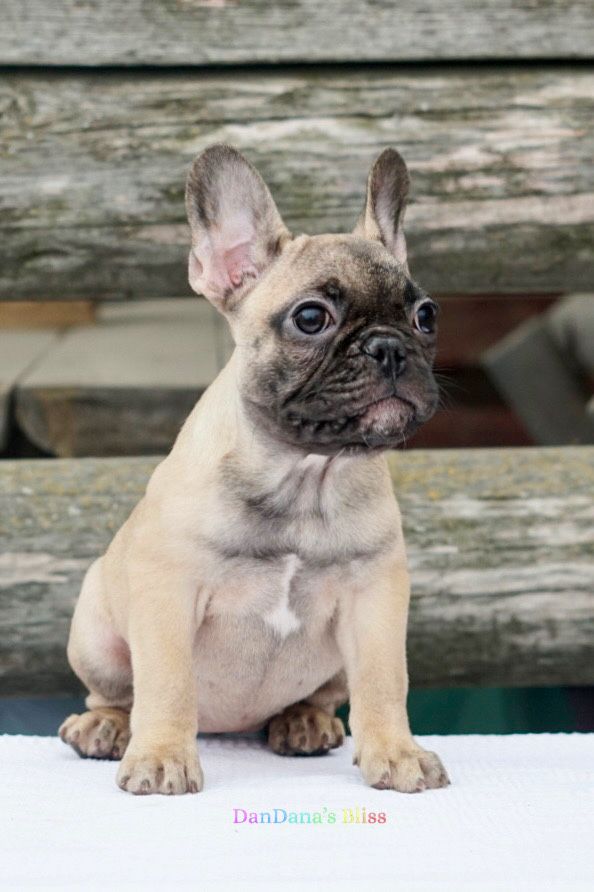 Bulldog francez bej cu pedigree - fetita