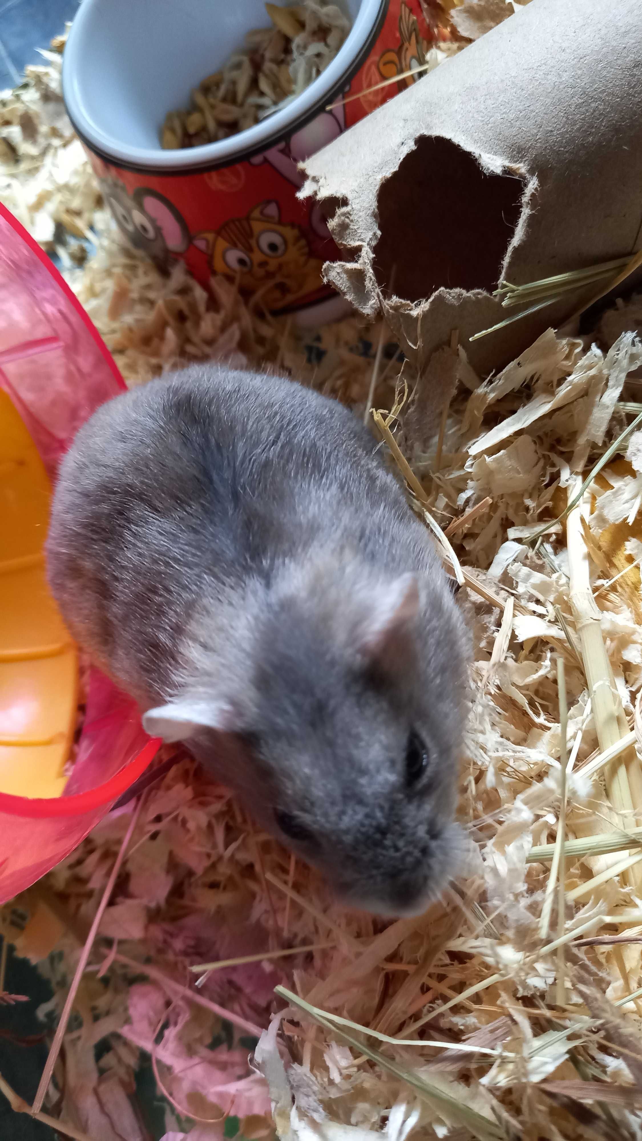 Pui hamsteri pitici Siberieni , blanzi, jucausi, adorabili