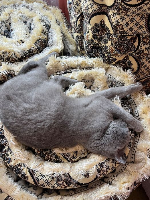 Британский скоттиш фолд