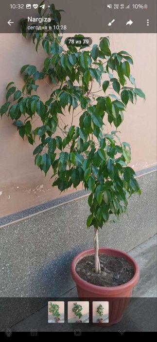 Фикус бенжамина 130см