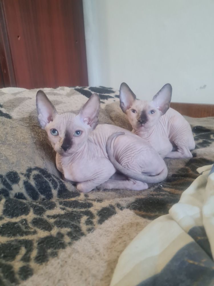 Котенца канадски сфинкс