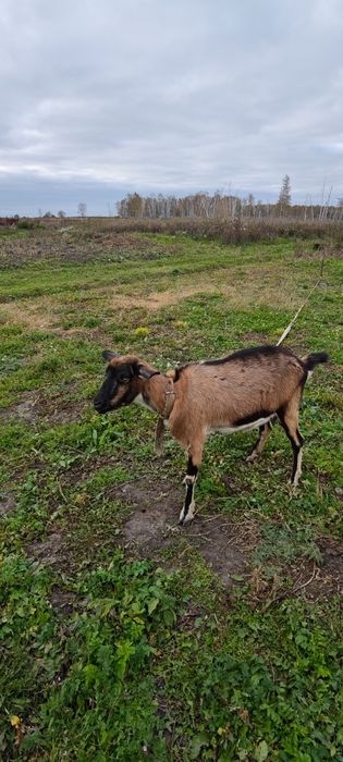 Продам дойную козу и молодую козлушку