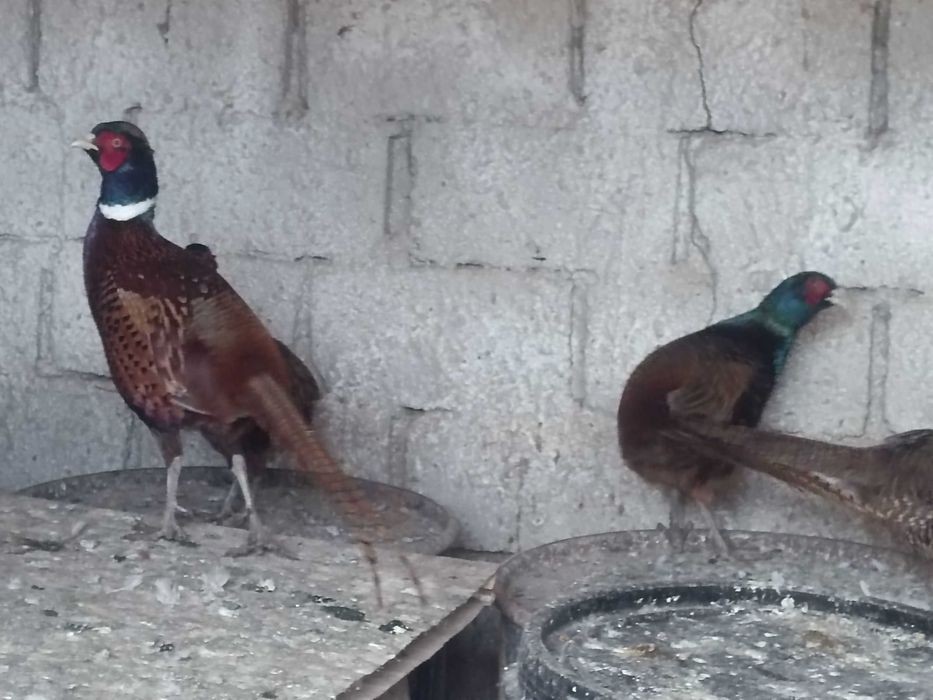 Fazani comuni tineri