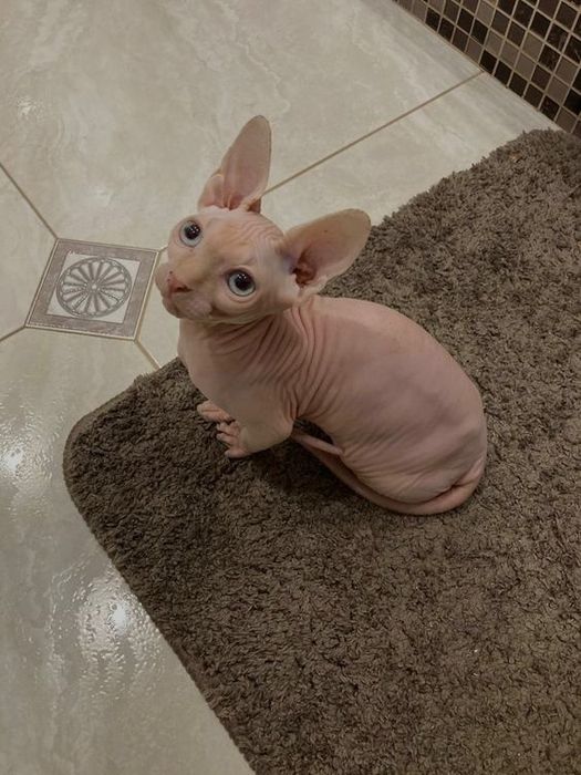 Mushuk sotiladi  zudlik bilan