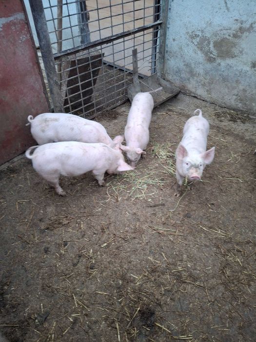 Продавам малки прасенца месодайна порода!