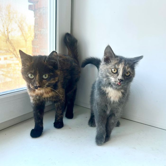 Котята ищут семью