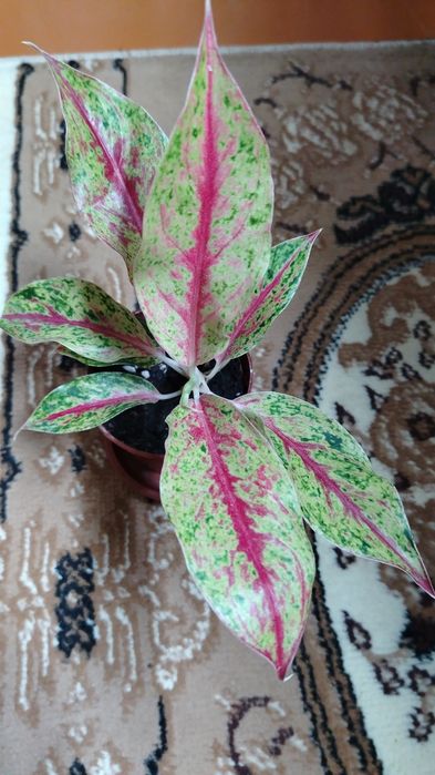 Комнатные цветы срочно