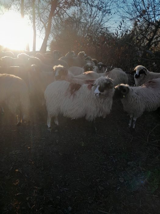 Vand 4 oii breze cu nasul alb