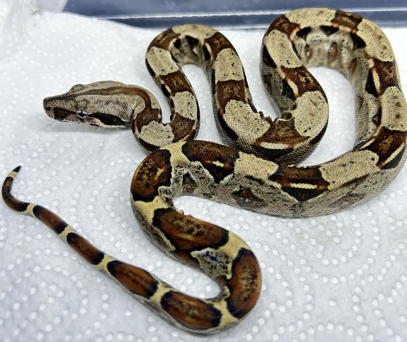 Боа (Boa Constrictor)