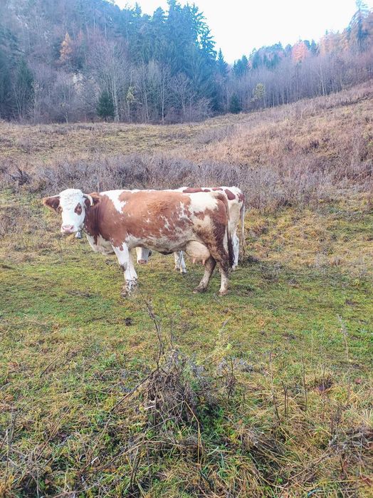 Vaca bălțata vaci vitei
