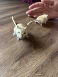 Vand Gerbil Bland si Jucaus
