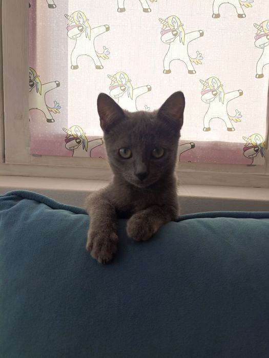 Котятки срочно, бесплатно