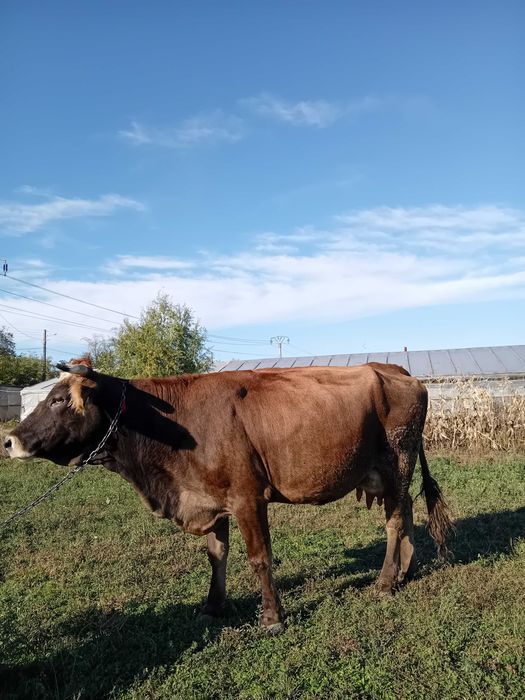 Vaci si vitel de vanzare.