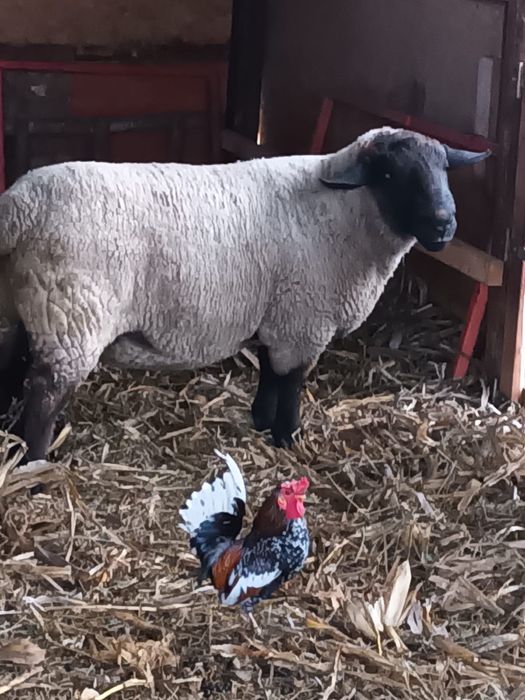 Vand berbec rasa Sufolk