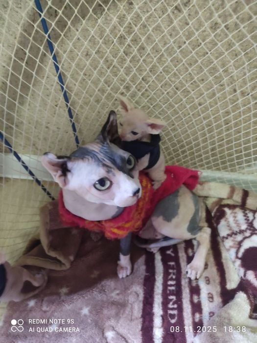 Продаются котята сфинксы