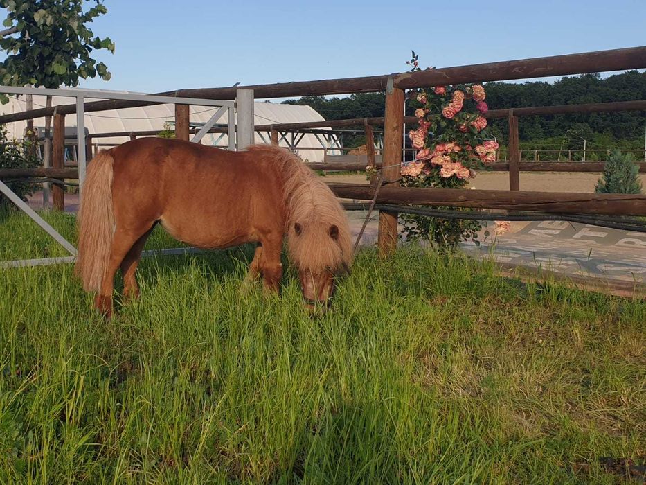 PLIMBARI cu PONEI pentru EVENIMENTE PRIVATE Bucuresti si imprejurimi